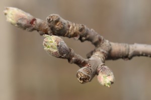 Jabłoń - odmiana - RED JONAPRINCE - 20.03.2020 