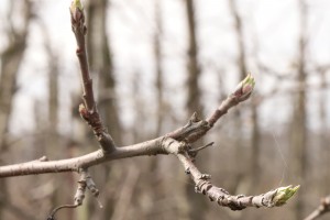 Jabłoń - odmiana - SZAMPION - 20.03.2020 