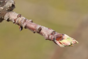 Jabłoń - odmiana - SZAMPION - 20.03.2020 