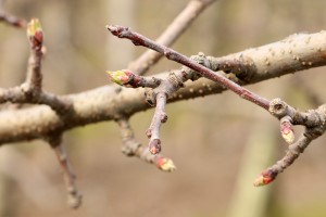 Jabłoń - odmiana - SZAMPION - 20.03.2020 