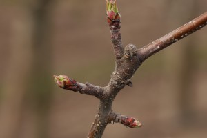 Jabłoń - odmiana - SZAMPION - 20.03.2020 