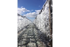  foto: Obstbau Herbst