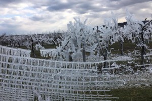  foto: Obstbau Herbst