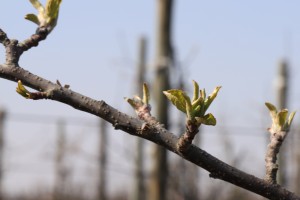  jabłoń: Ligol - 28-03-2020