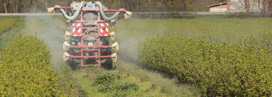 Rosja: Wzrost produkcji owoców jagodowych 