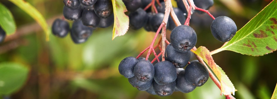 Aronia - najsmaczniejsze lekarstwo na świecie