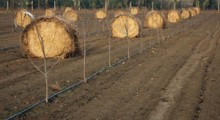 To jeszcze nie są przymrozki ! Jak nazwać wyrządzone szkody ?