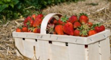 Czy polskie truskawki zostaną na plantacjach ? 