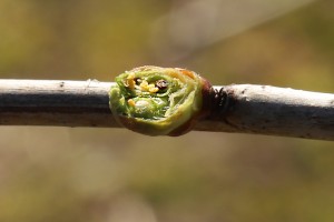 Czereśnie - 31.03 / 01.04 - 2020