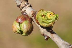 Czereśnie - 31.03 / 01.04 - 2020