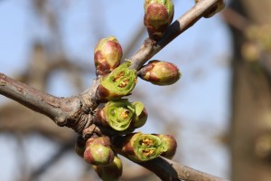 Czereśnie - 31.03 / 01.04 - 2020