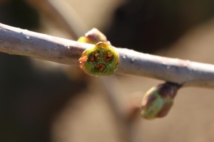 Czereśnie - 31.03 / 01.04 - 2020