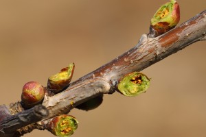 Czereśnie - 31.03 / 01.04 - 2020