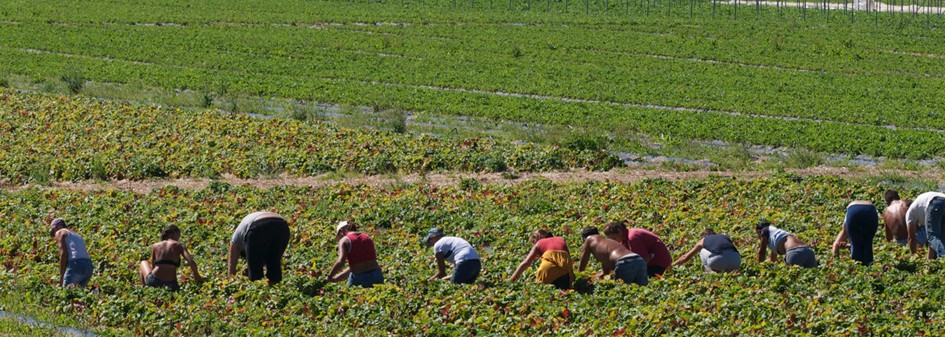 Szkocja: Miejscowi pracownicy ratują zbiory jagodowych 