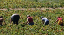 Szkocja: Miejscowi pracownicy ratują zbiory jagodowych 