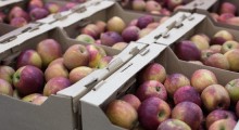 Eksport polskich jabłek do Egiptu utrudniony 