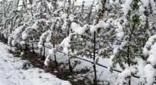 Sady w Kazachstanie, Tadżykistanie i Uzbekistanie pokrył śnieg 