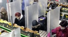 Odległość pracownik&oacute;w od siebie, zbiory w maseczkach ?