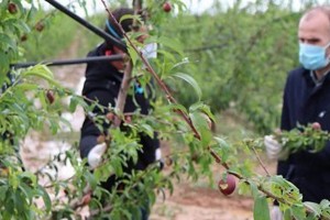  Gradobicie w mieście Valdivia i Zurbarán - Hiszpania