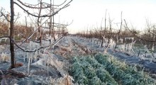 Chiny: Przymrozki uszkodziły wiśnie, brzoskwinie i jabłka